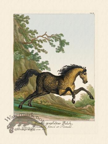 Ridingers Horses 35
